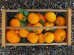 Basket of Satsumas