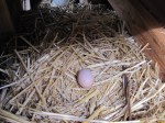 One egg in nesting&nbsp;box